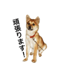 柴犬ランの癒しスタンプ（個別スタンプ：20）