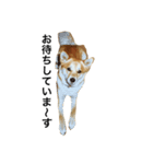柴犬ランの癒しスタンプ（個別スタンプ：21）