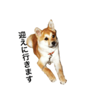 柴犬ランの癒しスタンプ（個別スタンプ：22）