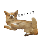 柴犬ランの癒しスタンプ（個別スタンプ：24）