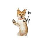 柴犬ランの癒しスタンプ（個別スタンプ：25）