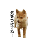 柴犬ランの癒しスタンプ（個別スタンプ：27）