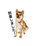 柴犬ランの癒しスタンプ（個別スタンプ：28）