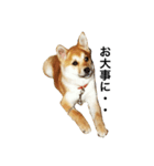 柴犬ランの癒しスタンプ（個別スタンプ：30）