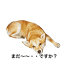 柴犬ランの癒しスタンプ（個別スタンプ：31）