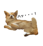 柴犬ランの癒しスタンプ（個別スタンプ：32）