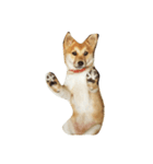 柴犬ランの癒しスタンプ（個別スタンプ：33）