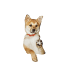 柴犬ランの癒しスタンプ（個別スタンプ：34）