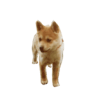 柴犬ランの癒しスタンプ（個別スタンプ：35）
