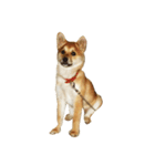 柴犬ランの癒しスタンプ（個別スタンプ：36）