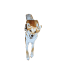 柴犬ランの癒しスタンプ（個別スタンプ：37）