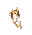 柴犬ランの癒しスタンプ（個別スタンプ：38）
