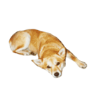 柴犬ランの癒しスタンプ（個別スタンプ：39）