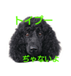stamp of standard poodle（個別スタンプ：1）