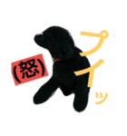 stamp of standard poodle（個別スタンプ：2）