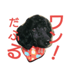 stamp of standard poodle（個別スタンプ：3）