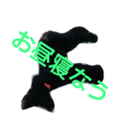 stamp of standard poodle（個別スタンプ：6）