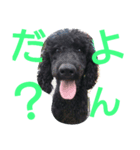 stamp of standard poodle（個別スタンプ：7）