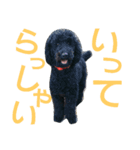 stamp of standard poodle（個別スタンプ：8）