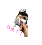 うちのまめ太（個別スタンプ：1）