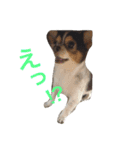 うちのまめ太（個別スタンプ：5）