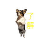 うちのまめ太（個別スタンプ：8）