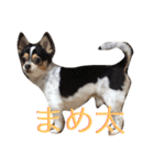 うちのまめ太（個別スタンプ：13）