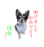 うちのまめ太（個別スタンプ：14）