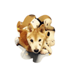 しんの笑顔（個別スタンプ：15）