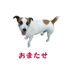 ジャックラッセルテリアのラン1（個別スタンプ：12）