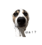 変な犬 くぅ（個別スタンプ：1）