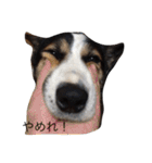 変な犬 くぅ（個別スタンプ：2）