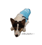 変な犬 くぅ（個別スタンプ：3）