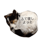 変な犬 くぅ（個別スタンプ：4）