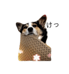 変な犬 くぅ（個別スタンプ：9）