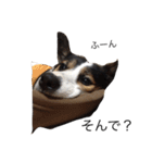 変な犬 くぅ（個別スタンプ：11）