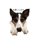 変な犬 くぅ（個別スタンプ：13）