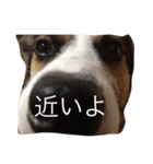 変な犬 くぅ（個別スタンプ：15）