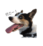 変な犬 くぅ（個別スタンプ：17）
