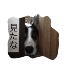 変な犬 くぅ（個別スタンプ：18）