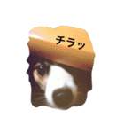 変な犬 くぅ（個別スタンプ：20）