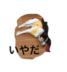 変な犬 くぅ（個別スタンプ：22）