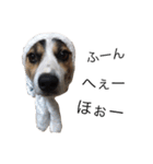 変な犬 くぅ（個別スタンプ：25）
