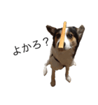 変な犬 くぅ（個別スタンプ：29）