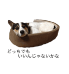 変な犬 くぅ（個別スタンプ：30）