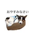 変な犬 くぅ（個別スタンプ：31）