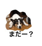 変な犬 くぅ（個別スタンプ：37）