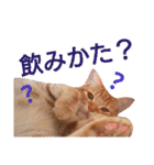 イトの宮崎弁（個別スタンプ：15）