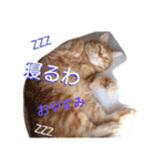 イトの宮崎弁（個別スタンプ：16）