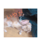 おおたもこくんです（個別スタンプ：5）